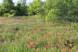 dewitt-county-cuerotexas-wildflowers-new