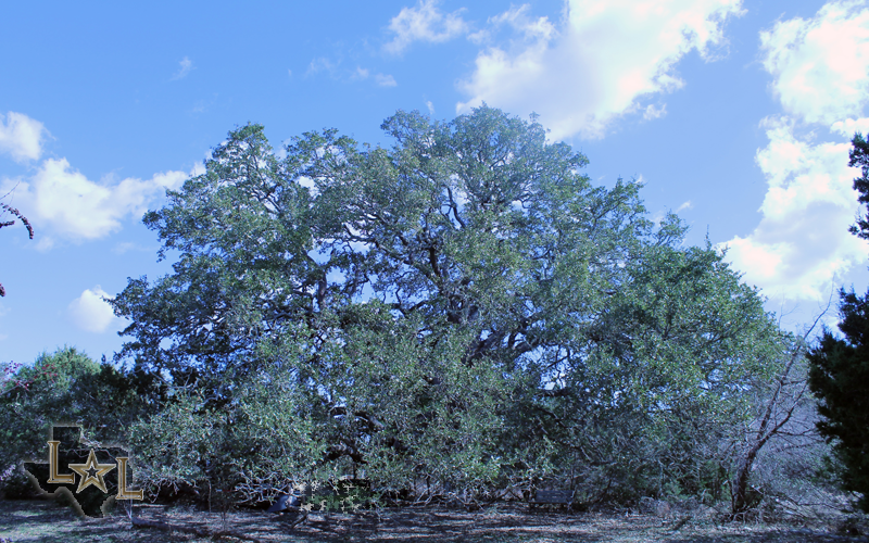 Texas Great Oak